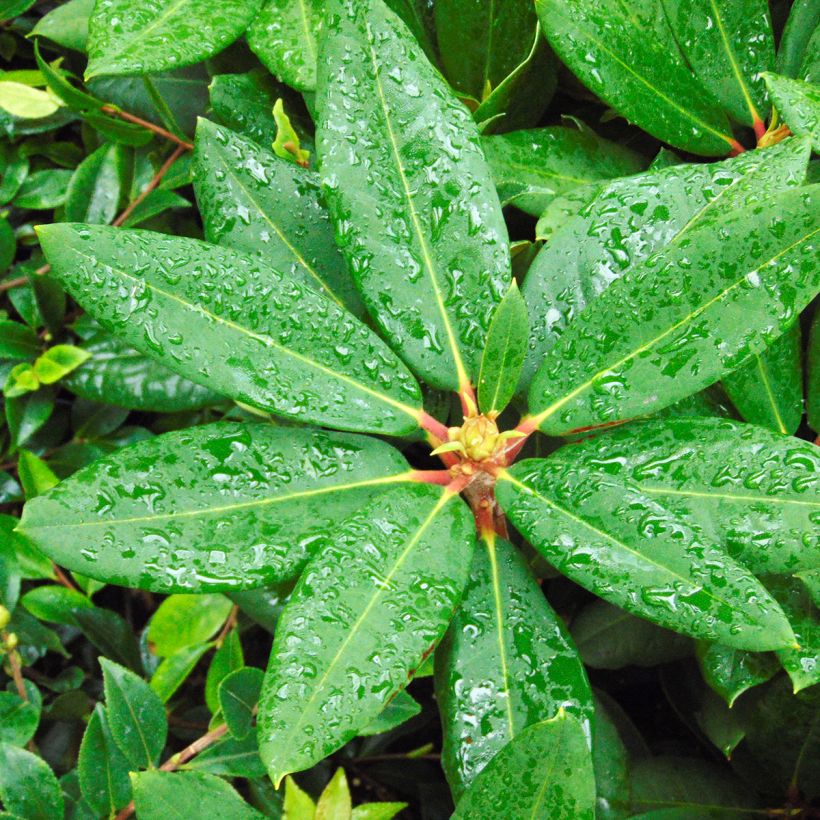 Rhododendron Melville (Foliage)