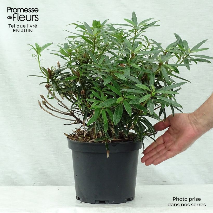 Rhododendron Melville 3L/4L pot sample as delivered in summer