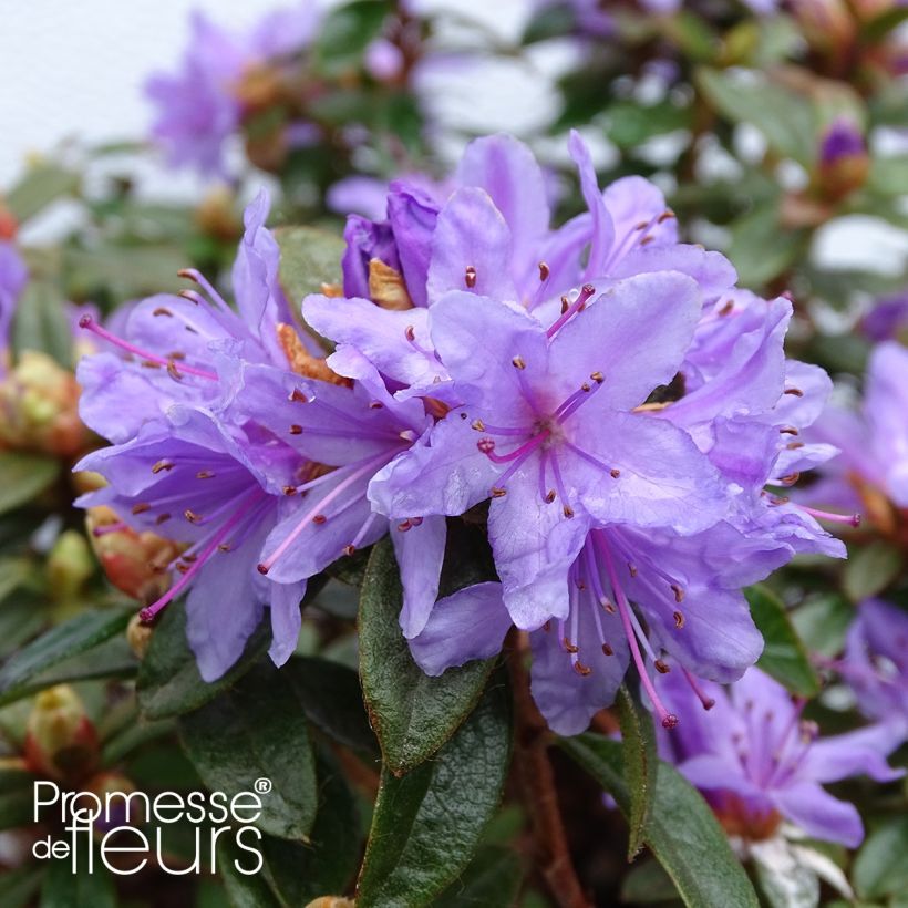 Rhododendron impeditum Moerheim (Flowering)