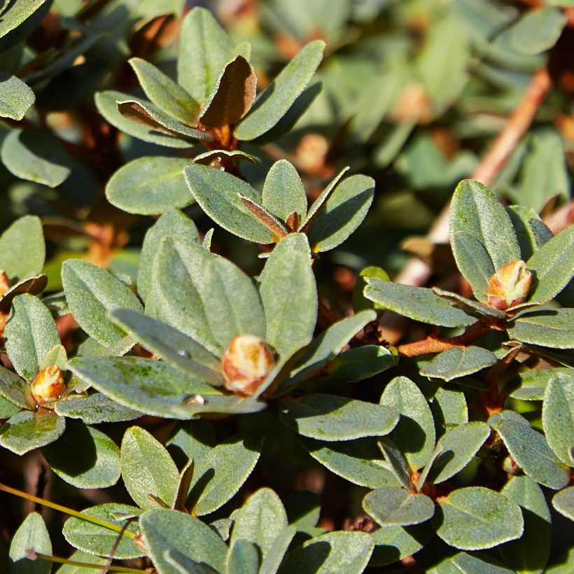 Rhododendron impeditum Moerheim (Foliage)