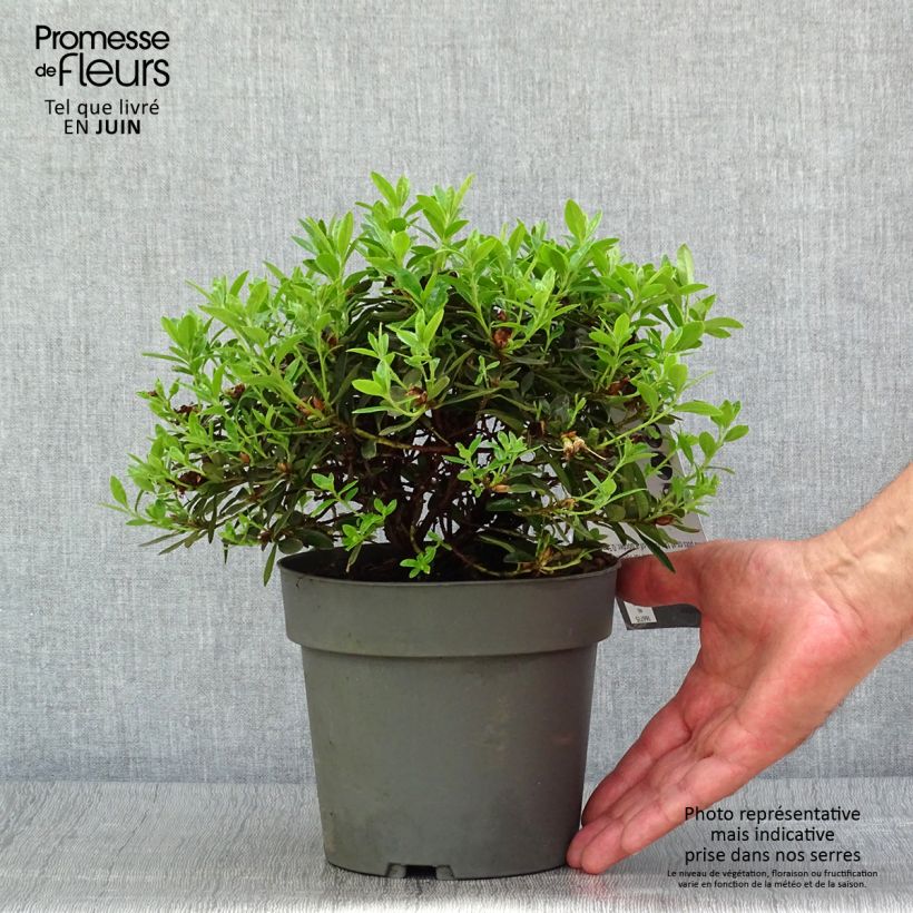 Rhododendron impeditum Moerheim 2L/3L pot sample as delivered in summer