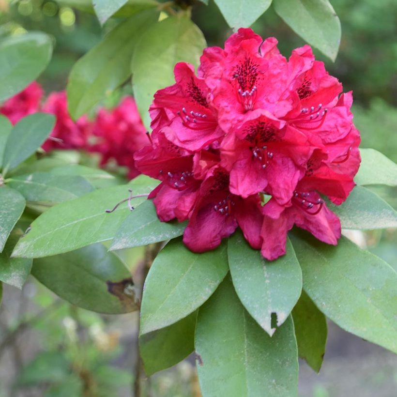 Rhododendron Mosers Maroon (Flowering)