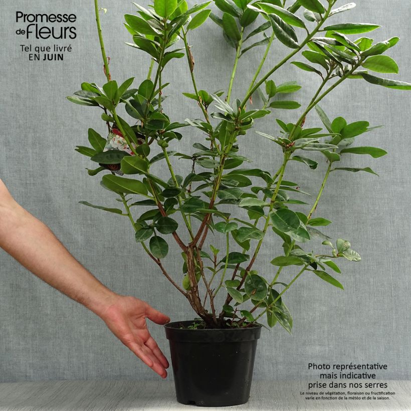 Rhododendron Mrs T.H. Lowinsky 4L/5L pot sample as delivered in summer