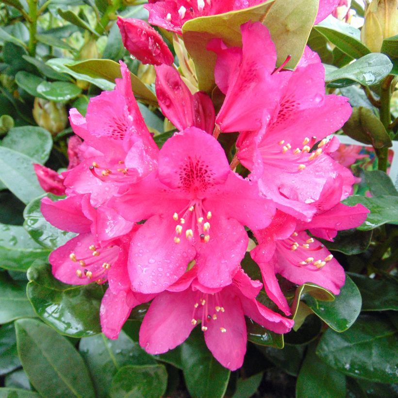 Rhododendron Nova Zembla (Flowering)