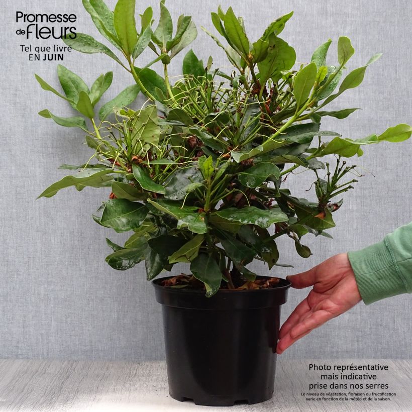 Rhododendron Nova Zembla 4L/5L pot sample as delivered in summer
