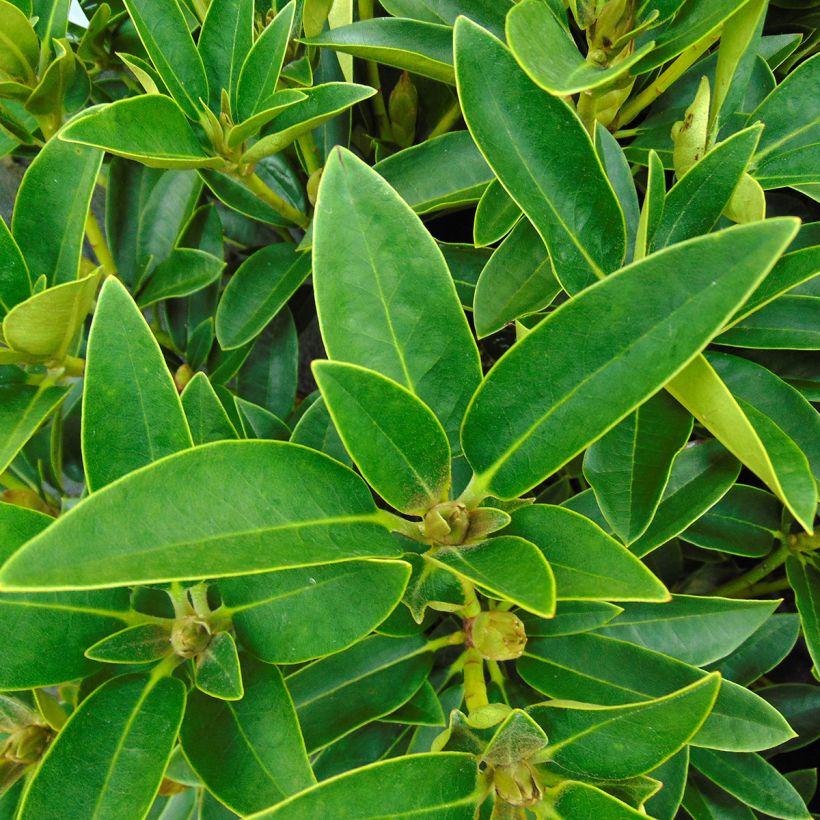 Rhododendron Olga (Foliage)