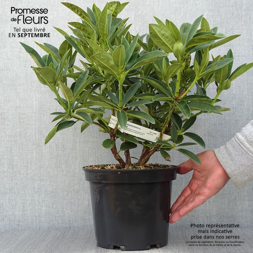 Rhododendron Olga 4L/5L pot sample as delivered in autumn