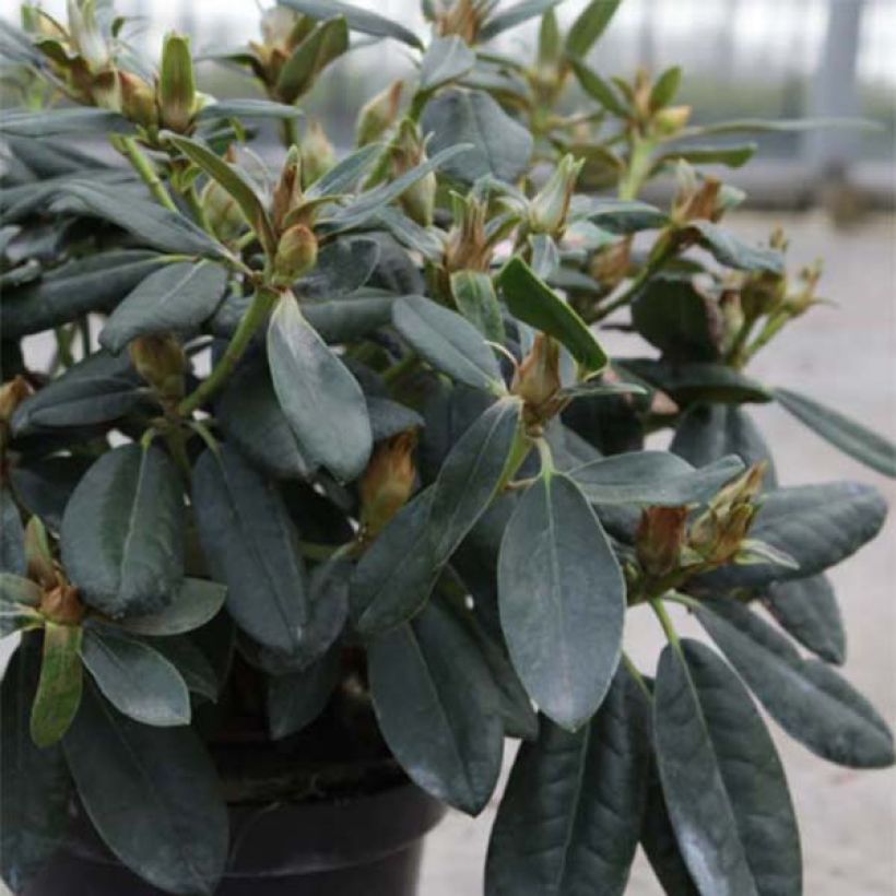 Rhododendron yakushimanum Percy Wiseman (Foliage)