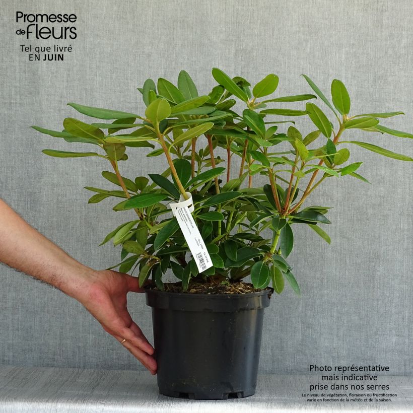 Rhododendron yakushimanum Percy Wiseman 3L/4L pot sample as delivered in summer