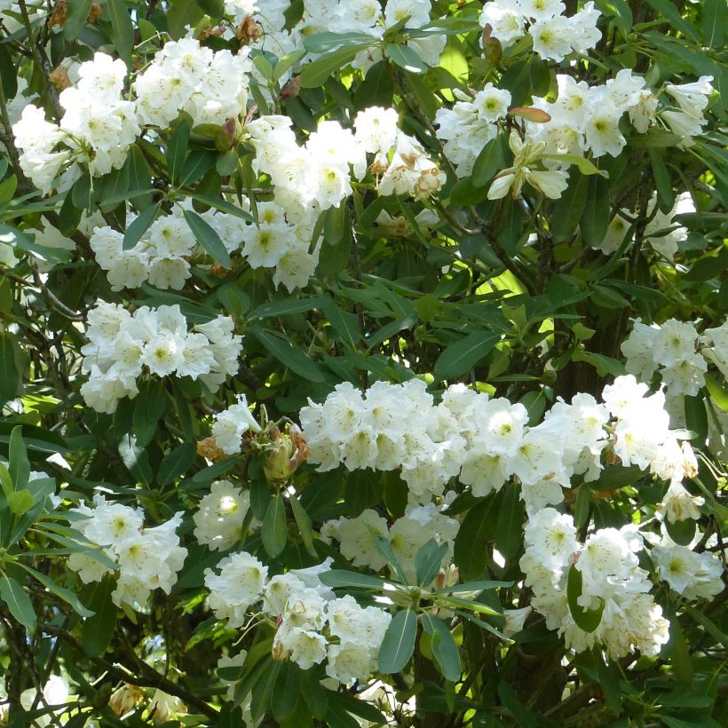 Rhododendron Polar Bear (Flowering)