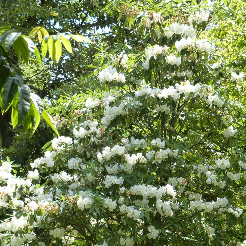 Rhododendron Polar Bear (Plant habit)