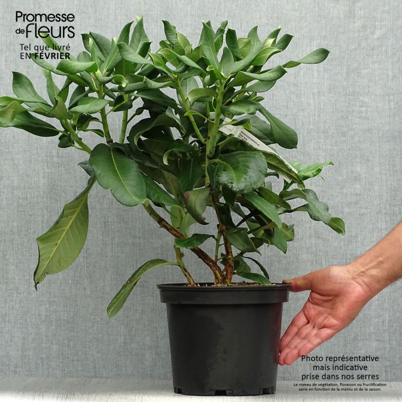 Rhododendron Polar Bear 4L/5L pot sample as delivered in autumn