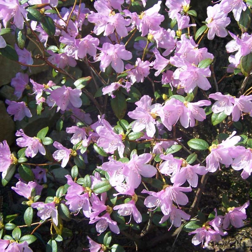Rhododendron dauricum Praecox (Flowering)
