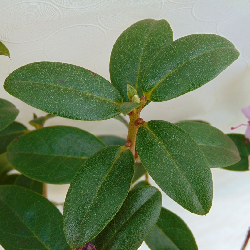 Rhododendron dauricum Praecox (Foliage)