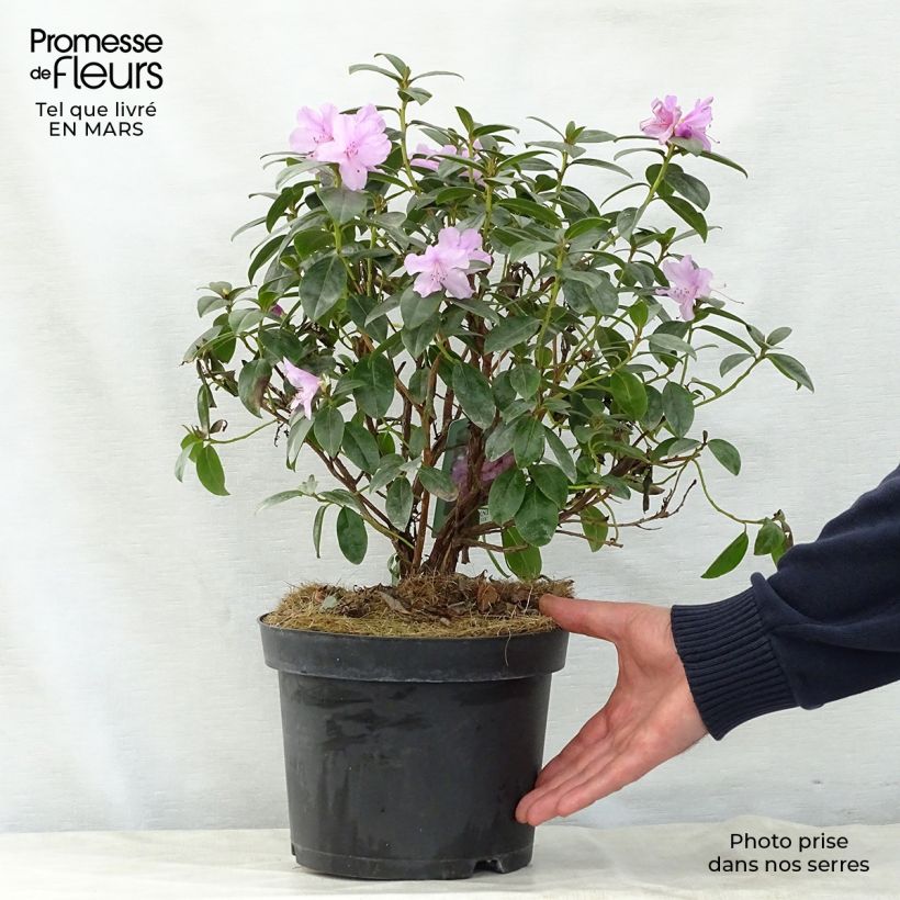 Rhododendron dauricum Praecox sample as delivered in spring