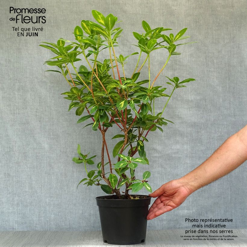 Rhododendron President Roosevelt 4L/5L pot sample as delivered in summer
