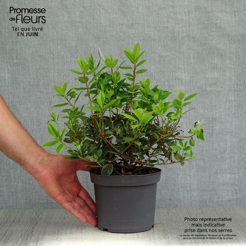 Rhododendron  Princess Anne 2L/3L pot sample as delivered in summer