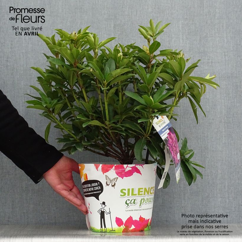 Rhododendron Red Eye 4L/5L pot sample as delivered in spring