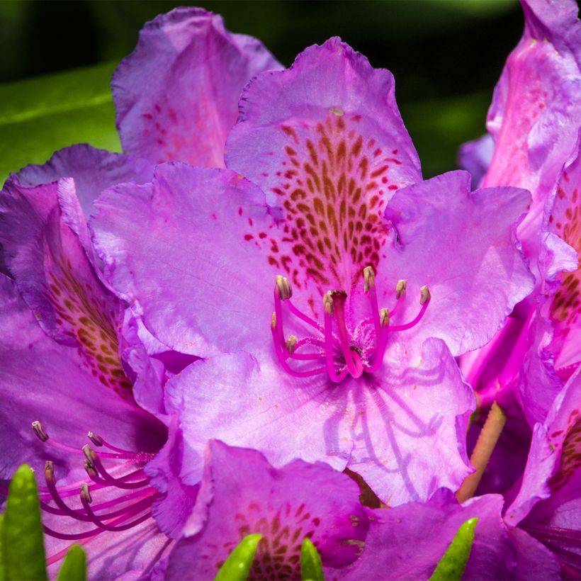 Rhododendron Red Eye (Flowering)