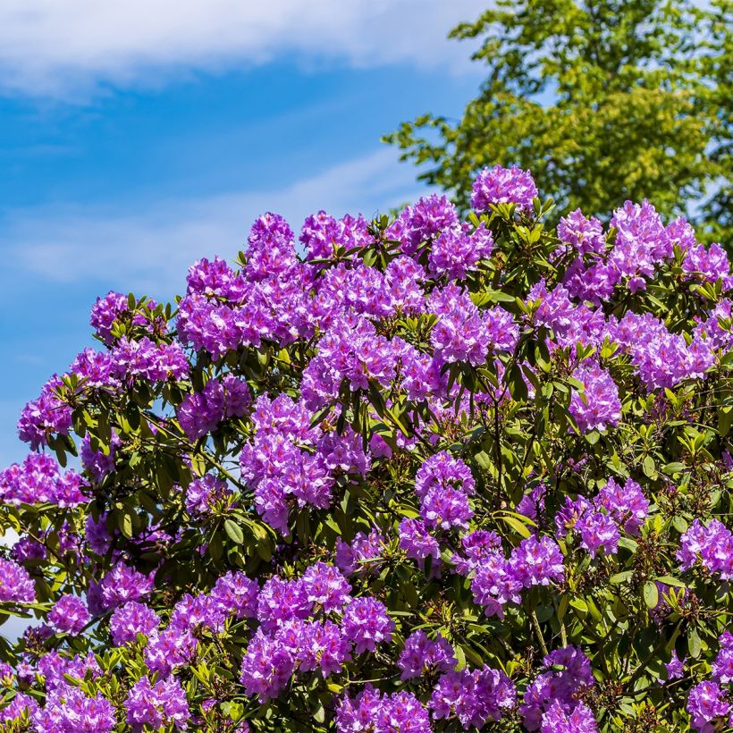 Rhododendron Red Eye (Plant habit)