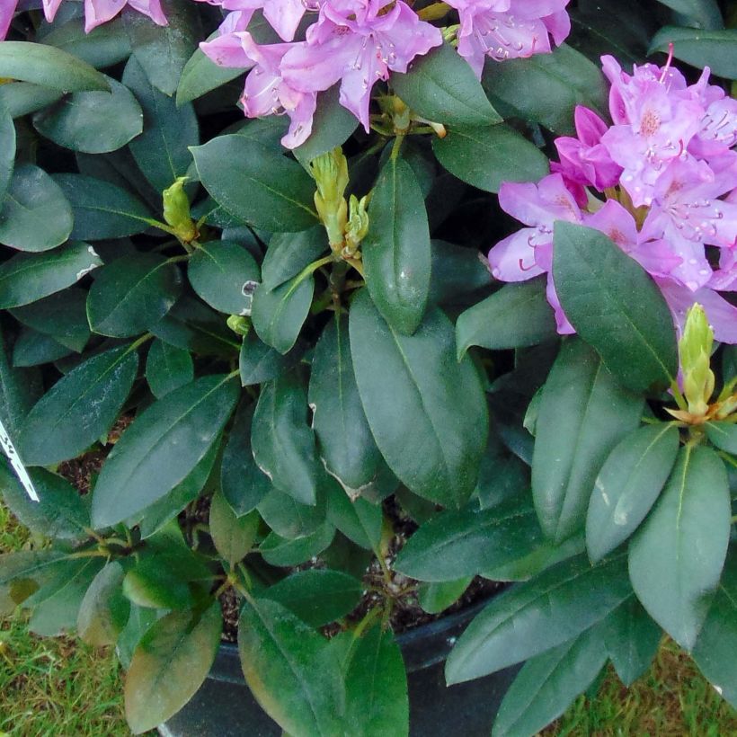 Rhododendron catawbiense Roseum Elegans (Foliage)