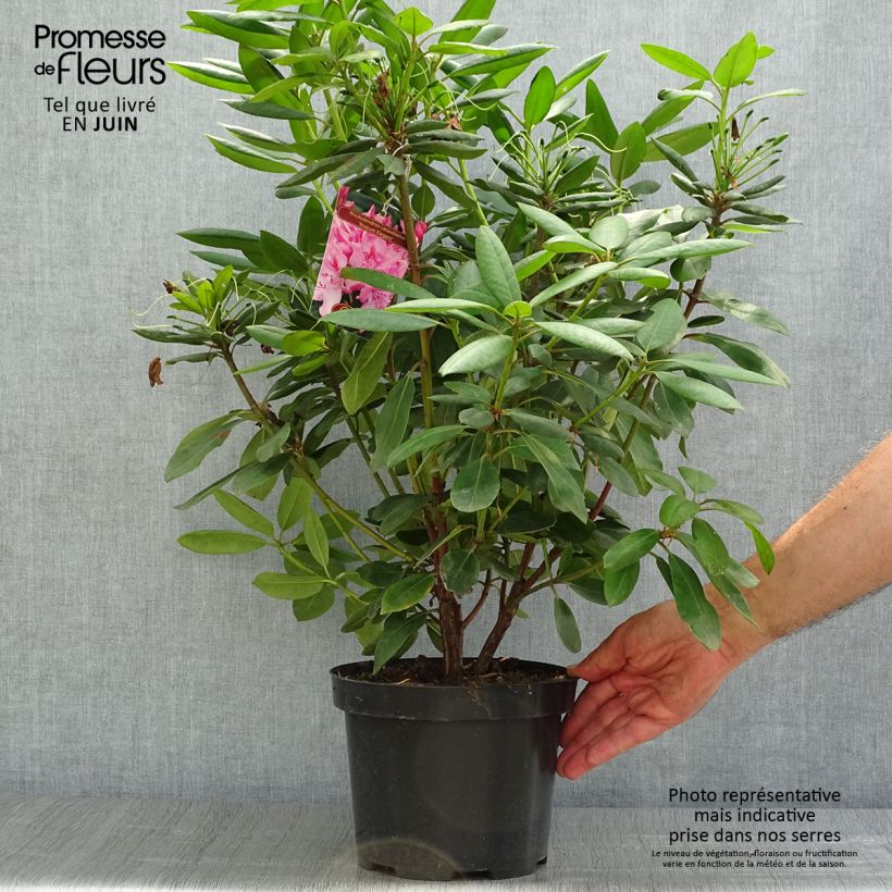 Rhododendron catawbiense Roseum Elegans 4L/5L pot sample as delivered in summer