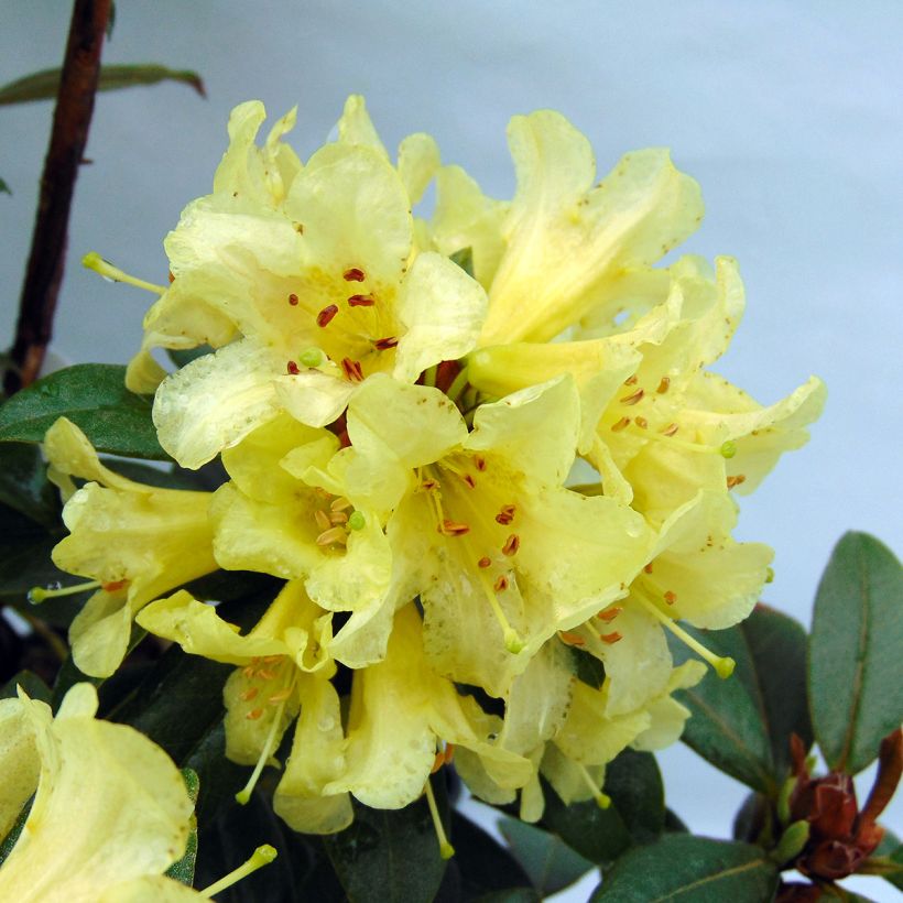 Rhododendron Saffron Queen (Flowering)