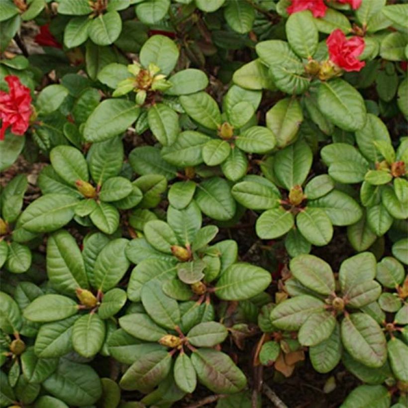 Rhododendron Scarlet Wonder (Foliage)