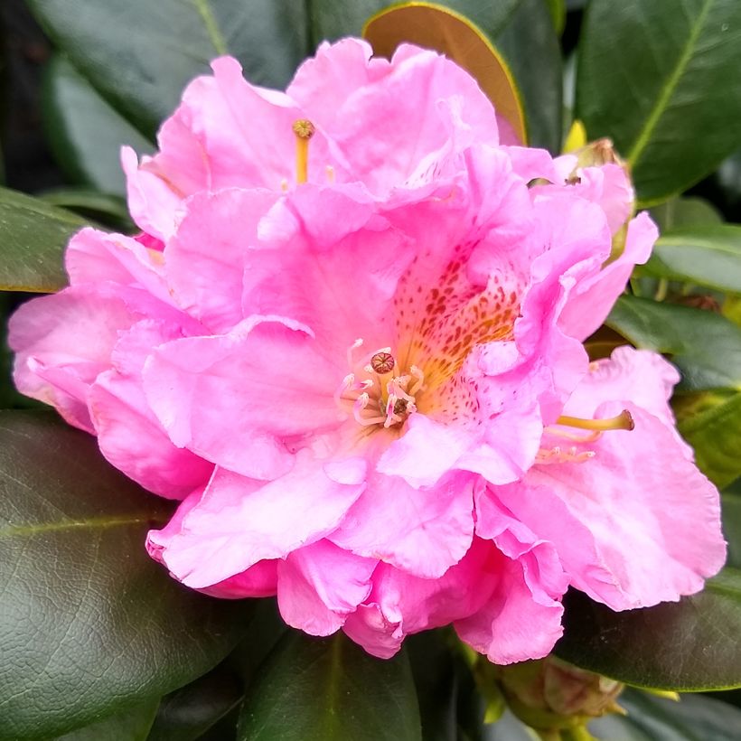 Rhododendron Scintillation (Flowering)
