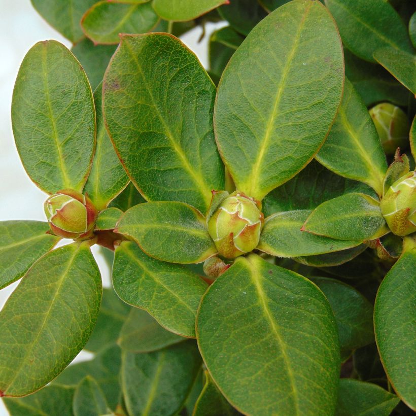 Rhododendron Shamrock (Foliage)