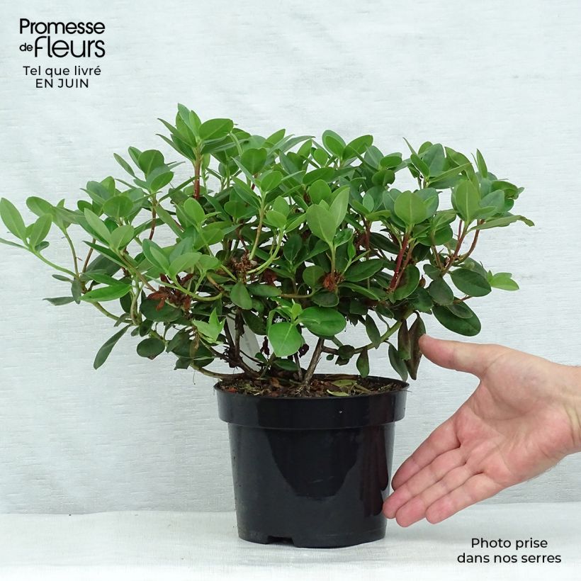 Rhododendron Shamrock 2L/3L pot sample as delivered in summer
