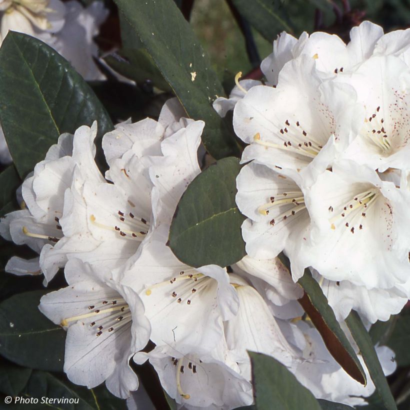 Rhododendron Sir Charles Lemon (Flowering)