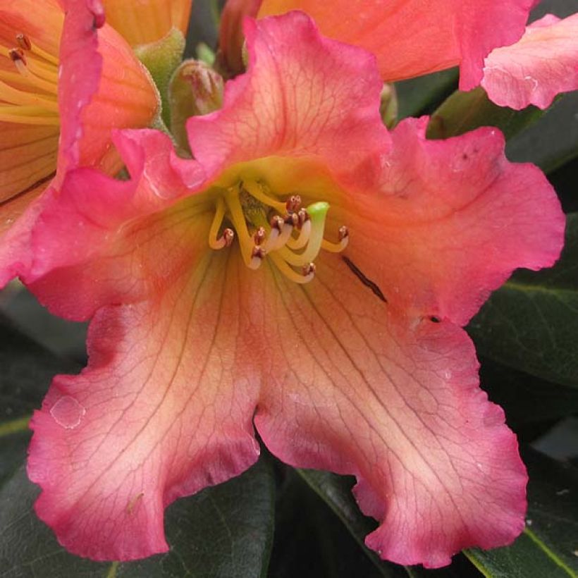 Rhododendron Unique Marmalade (Flowering)