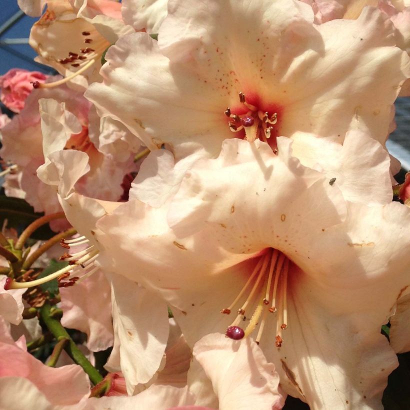 Rhododendron Virginia Richards (Flowering)