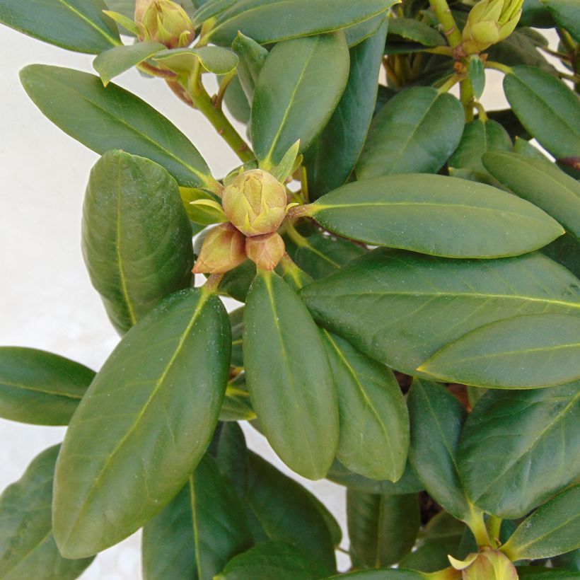 Rhododendron Virginia Richards (Foliage)