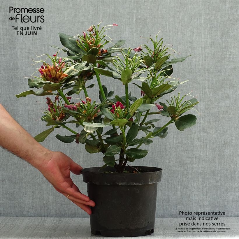Rhododendron Wilgens Ruby 4L/5L pot sample as delivered in summer