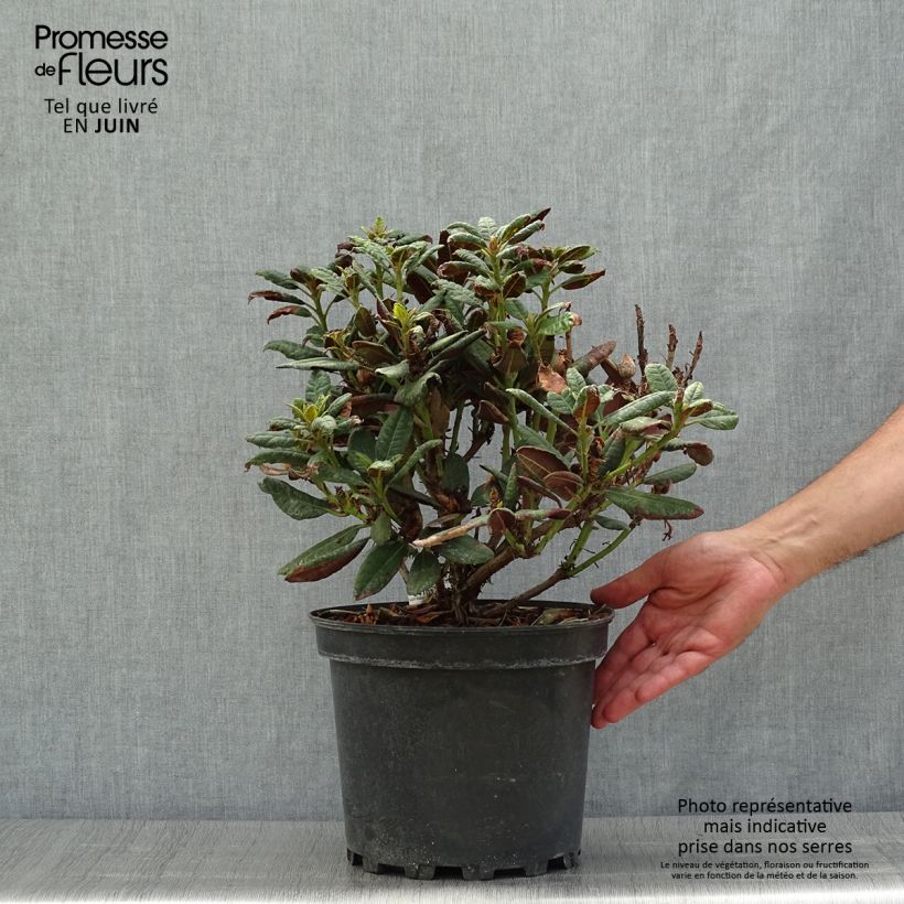Rhododendron Wine & Roses 6L/7L pot sample as delivered in summer