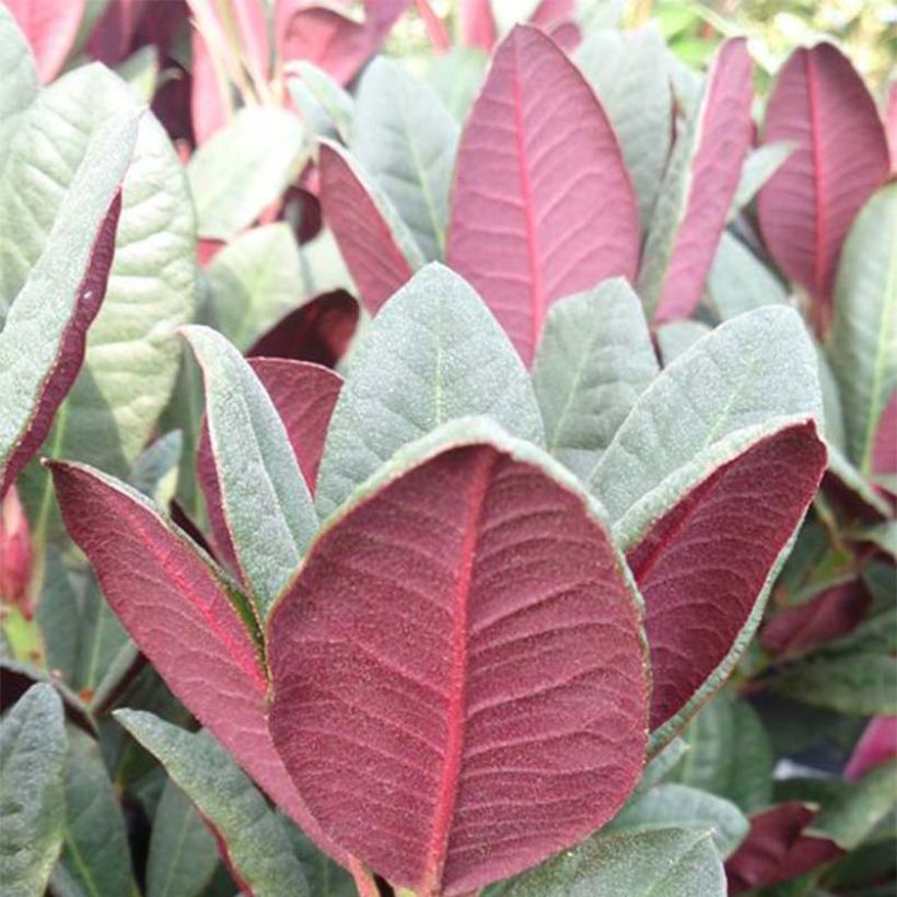 Rhododendron Wine & Roses (Foliage)