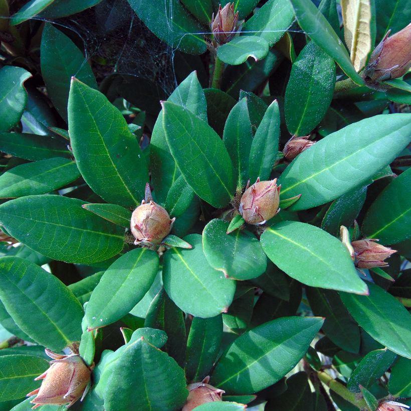Rhododendron griersonianum Winsome (Foliage)
