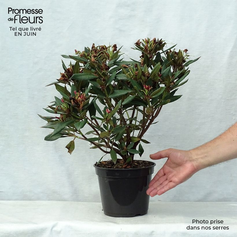 Rhododendron griersonianum Winsome 3L/4L pot sample as delivered in summer