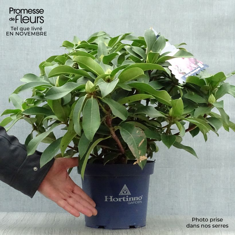 Rhododendron XXL 2L/3L pot sample as delivered in autumn