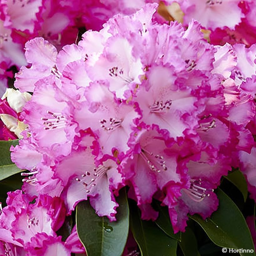 Rhododendron XXL (Flowering)