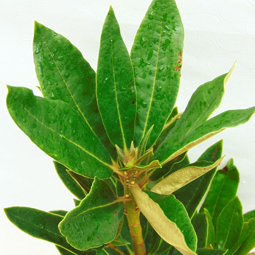 Rhododendron arboreum subsp. arboreum (Foliage)