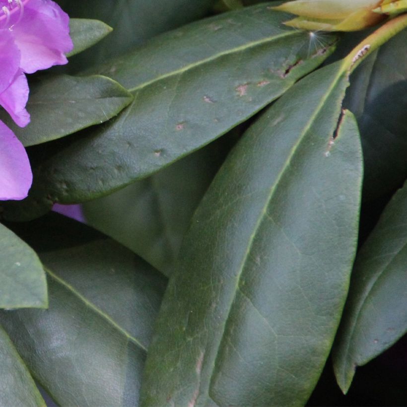 Rhododendron catawbiense Boursault (Foliage)