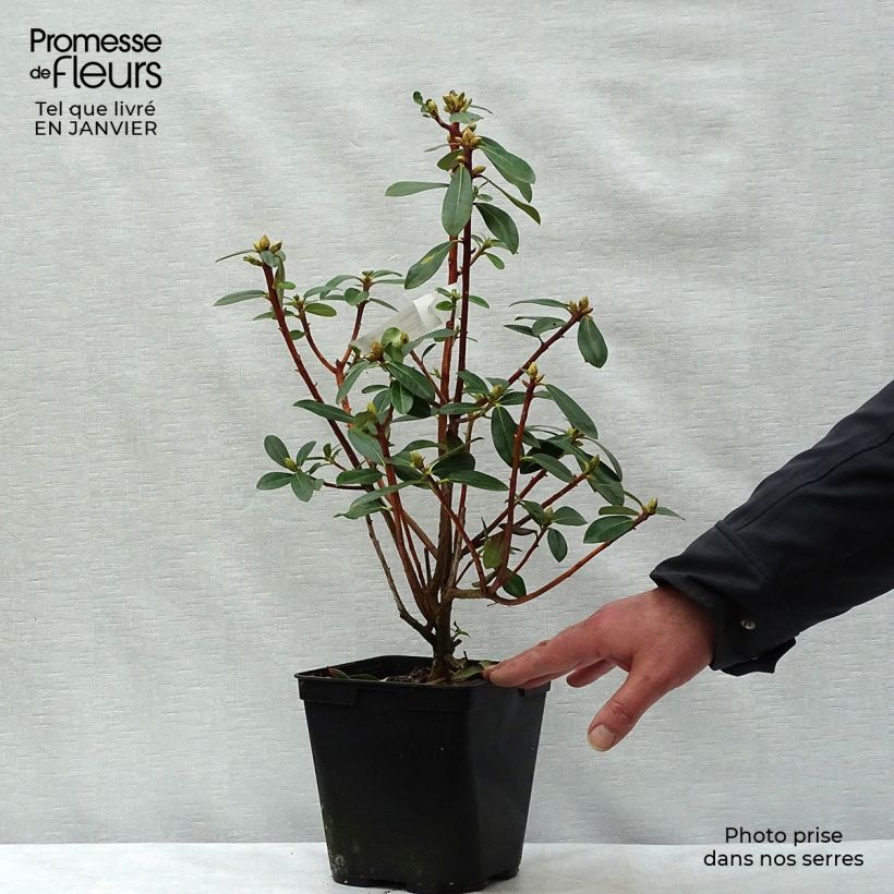Rhododendron cinnabarinum 3L/4L pot sample as delivered in winter
