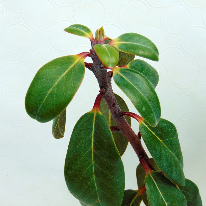 Rhododendron cinnabarinum (Foliage)