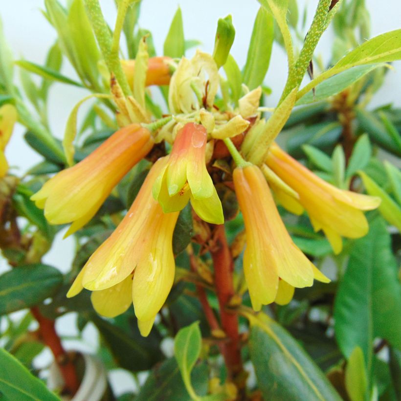 Rhododendron cinnabarinum (Flowering)