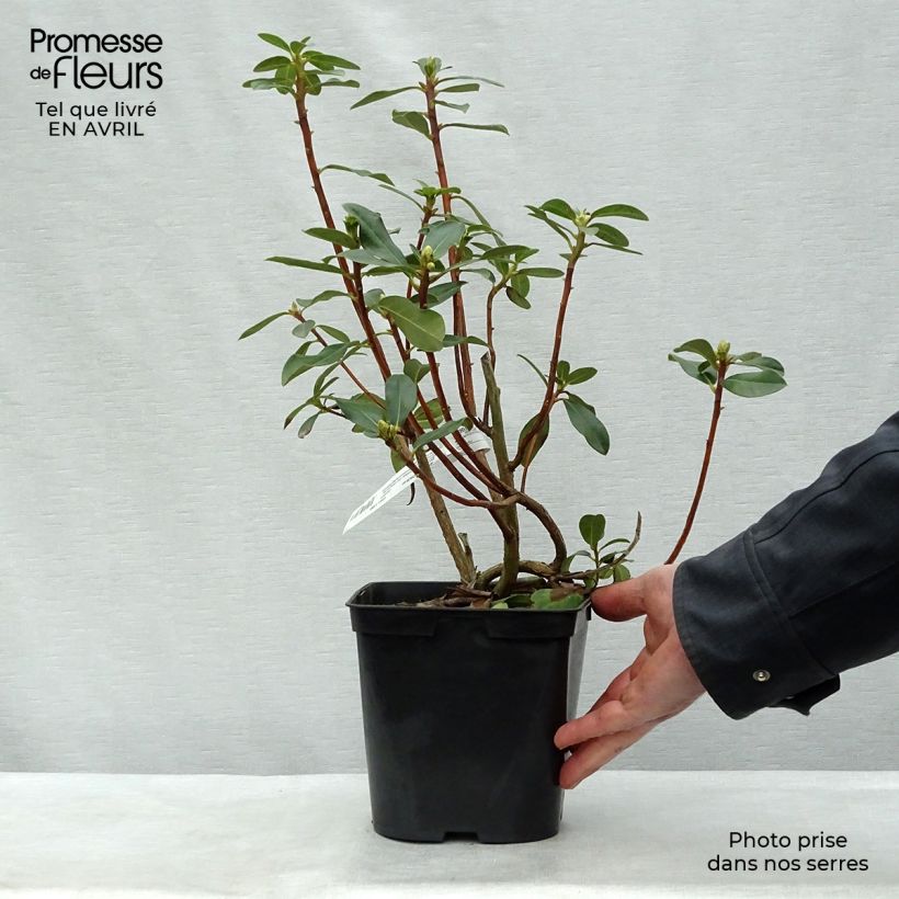 Rhododendron cinnabarinum 3L/4L pot sample as delivered in spring