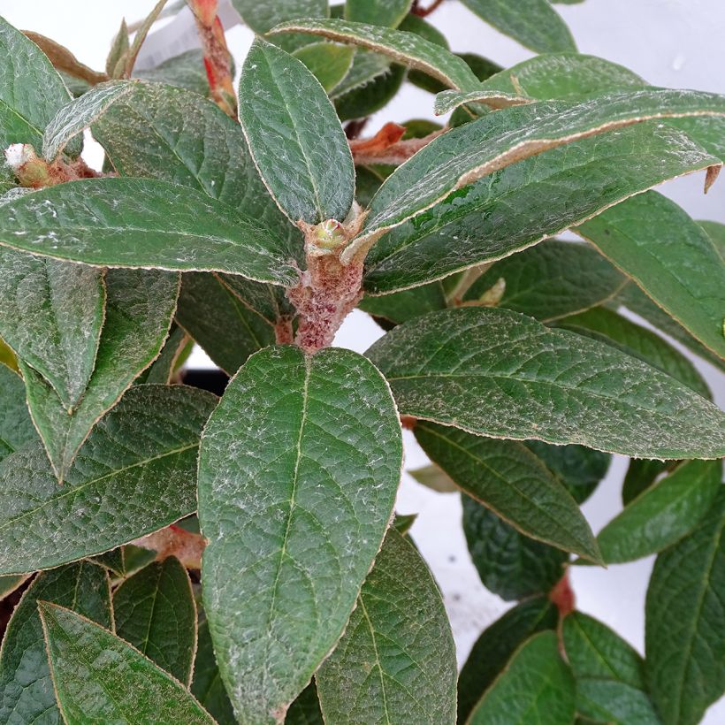 Rhododendron edgeworthii (Foliage)