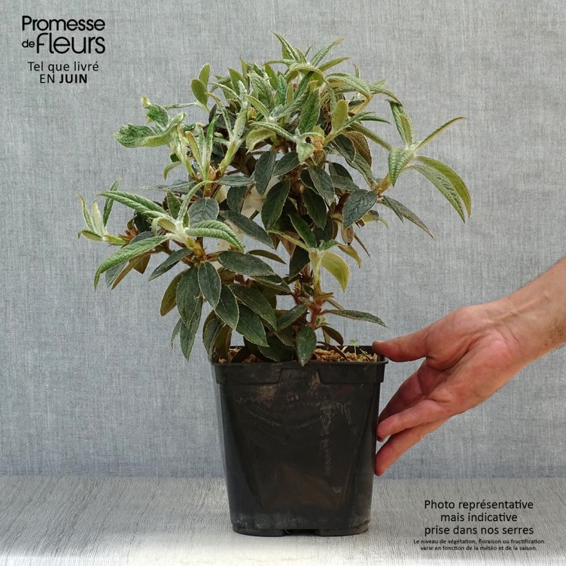 Rhododendron edgeworthii 3L/4L pot sample as delivered in summer
